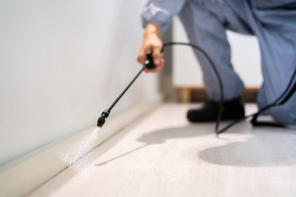 Wasp Removal Services in Sullivan, MO