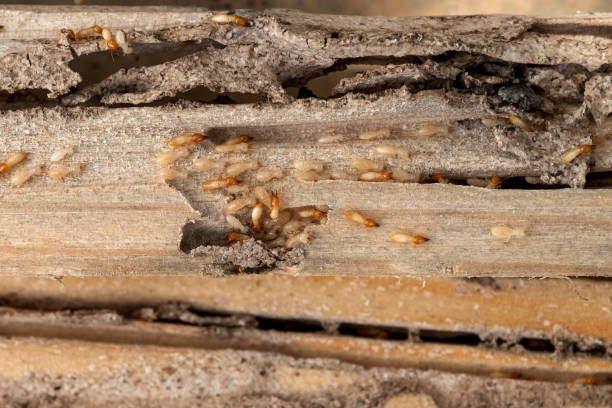 Best Best Pest Control Companies  in Sullivan, MO